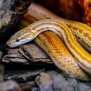 African house snake (Boaedon fuliginosus)