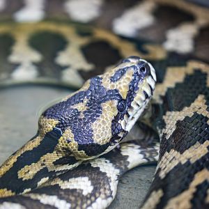 carpet python (Morelia spilota)