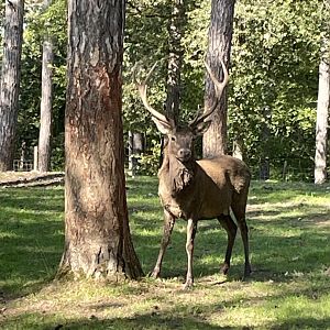 Red deer