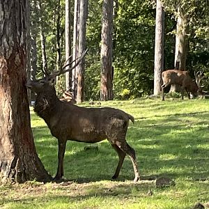 Red deer