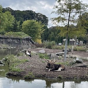 Eurasian elk with white stork