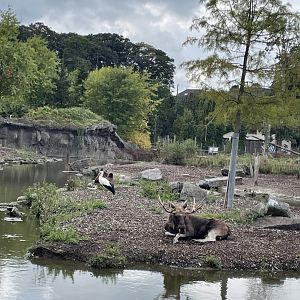 Eurasian elk with white stork