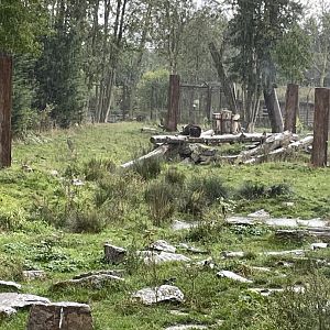 Eurasian brown bear exhibit