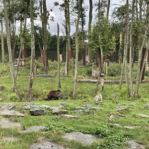 Eurasian brown bear exhibit