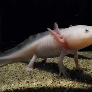 Axolotl (Ambystoma mexicanum) September 20, 2025
