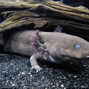 Greater Siren (Siren lacertina) September 20, 2025