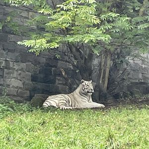 White tiger