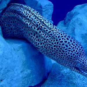 Moray Eel ID