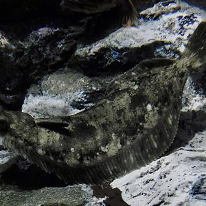 Righteye Flounder ID