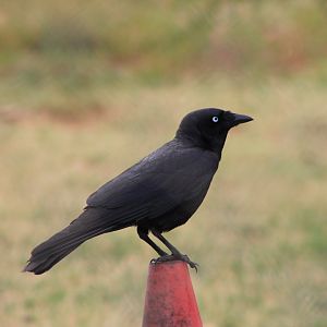 Little Crow (Corvus bennetti)