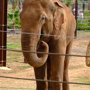 Luk Chai - Werribee Open Range Zoo