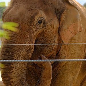 Luk Chai - Werribee Open Range Zoo