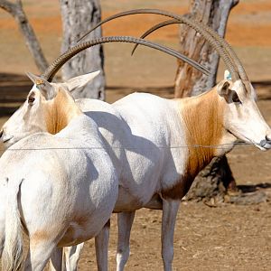 Scimitar-horned Oryx - Werribee Open Range Zoo