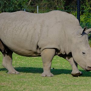 Kipenzi - Werribee Open Range Zoo