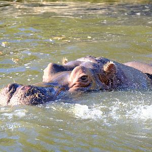 Common Hippopotamus - Werribee Open Range Zoo