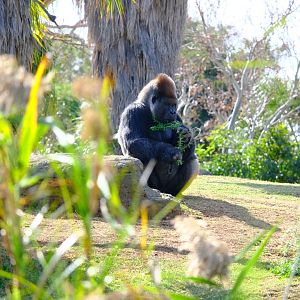 Western Lowland Gorilla - Werribee Open Range Zoo