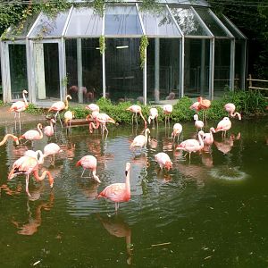 Flamingoes