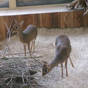 Kirk's dik-dik