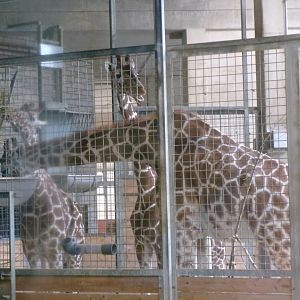 Reticulated giraffe