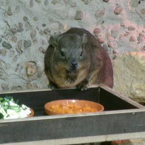 Syrian rock hyrax