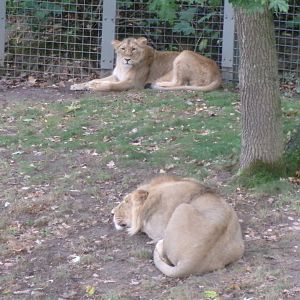 Asiatic lions
