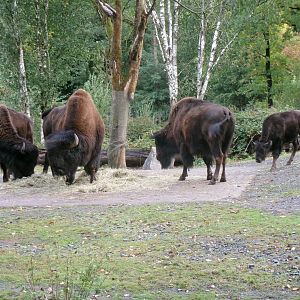 American wood bisons