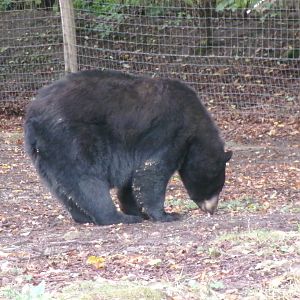 American black bear