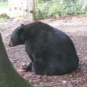 American black bear