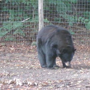 American black bear