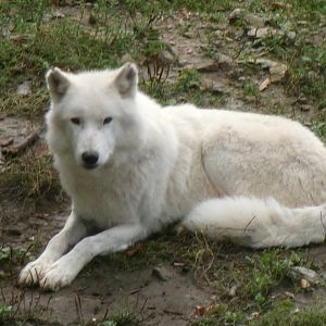 White wolf