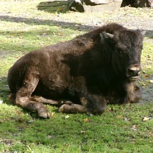 American wood bison