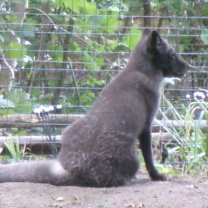 Arctic fox