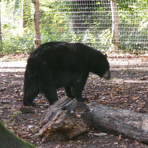 American black bear