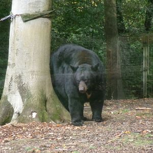 American black bear