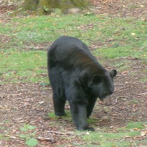 American black bear