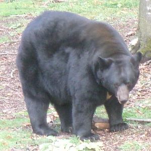 American black bear