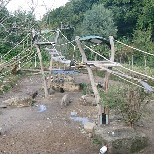 Diana monkey and warthog enclosure