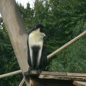 Diana monkey