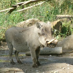 Northern warthog