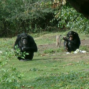 Chimpanzees