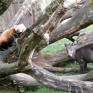 Red panda and tufted deer