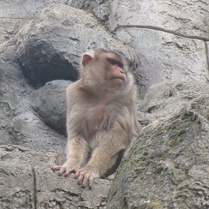 Sunda pigtail macaque