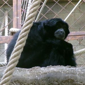 Siamang