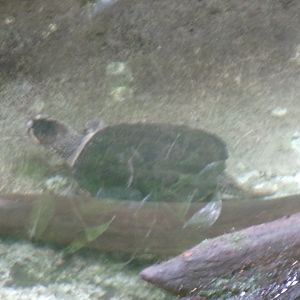 Common snapping turtle
