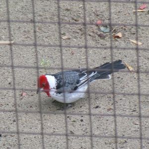 Red-cowled cardinal