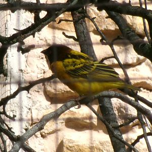 Village weaver
