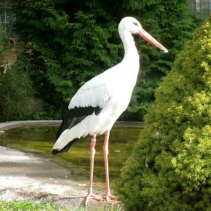European white stork