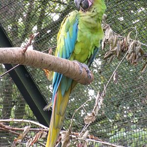 Great green macaw