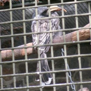 African grey hornbill