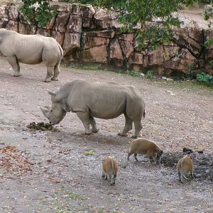 Southern white rhinos and red river hogs